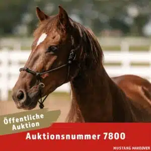 Startcard Mit Logo - TAG 7800
