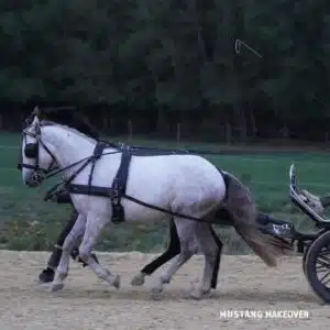 4 (2)